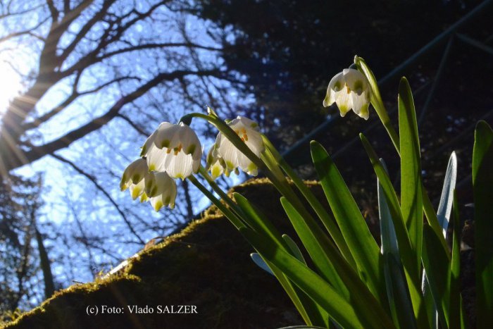 Ilustračný obrázok k článku Prvé znaky jari v Prešove OBRAZOM: Takáto nádhera už kvitne v našom meste