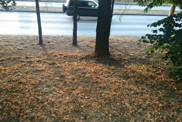 Ilustračný obrázok k článku Následok horúčav a sucha v Prešove: V našich uliciach už teraz vidieť typicky jesenné výjavy!