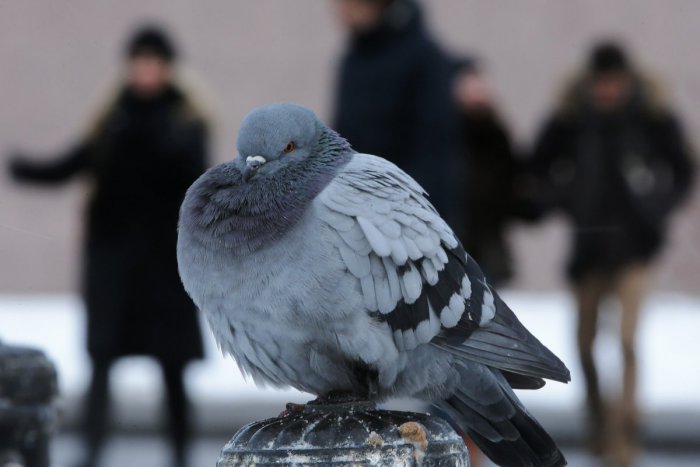 Ilustračný obrázok k článku V Prešove zaznamenali uhynuté holuby: Upozornenie mestskej polície pre obyvateľov!