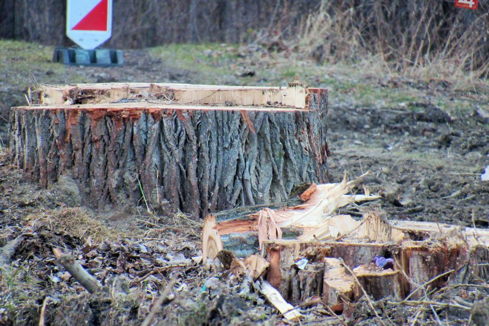 Ilustračný obrázok k článku FOTO: Na Sídlisku III padla alej stromov. Radnica o tom, čo ju viedlo k výrubu