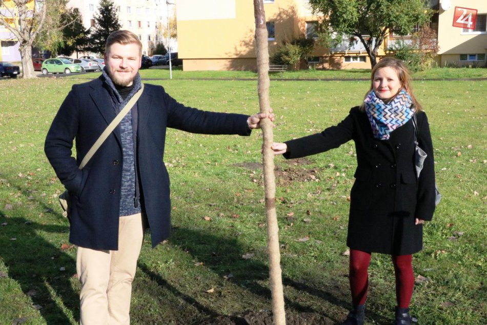 Ilustračný obrázok k článku Na sídlisku Sekčov pribudol ďalší strom: Zasadili ho manželia Mária a Michal, FOTO