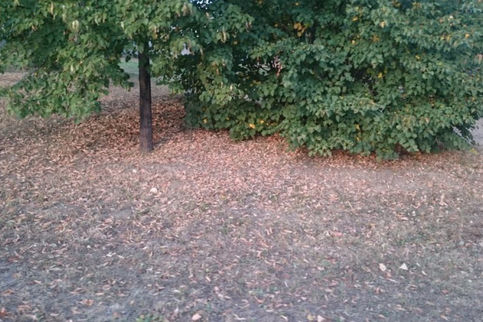 Jeseň v Prešove ešte počas horúčav: Takto leto vysušilo zeleň