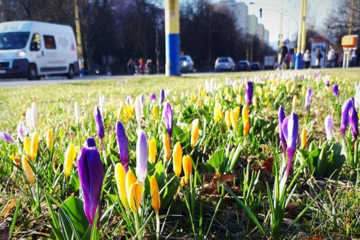 Ilustračný obrázok k článku Prešov už začínajú rozžiarovať kvetinové pásy: Môžete ich nájsť v týchto lokalitách