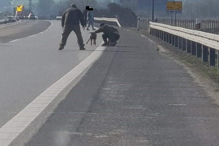Ilustračný obrázok k článku Na diaľnici došlo k ďalšej kuriozite: Medzi Prešovom a Košicami chytali ovečky