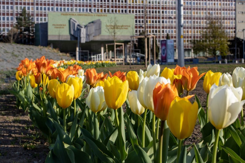 Ilustračný obrázok k článku To je NÁDHERA: Frekventované miesto v Prešove vo veľkom zaplavili tulipány, FOTO