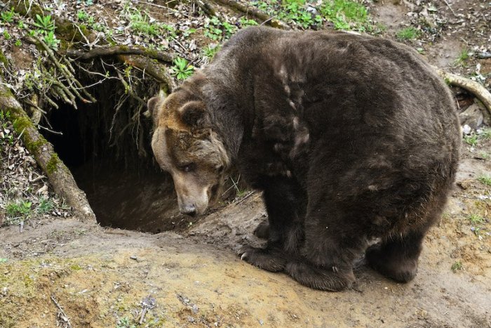 Ilustračný obrázok k článku Naďalej sa potulujú kade tade: Medveďa videli opakovane už aj v obci na Šariši!