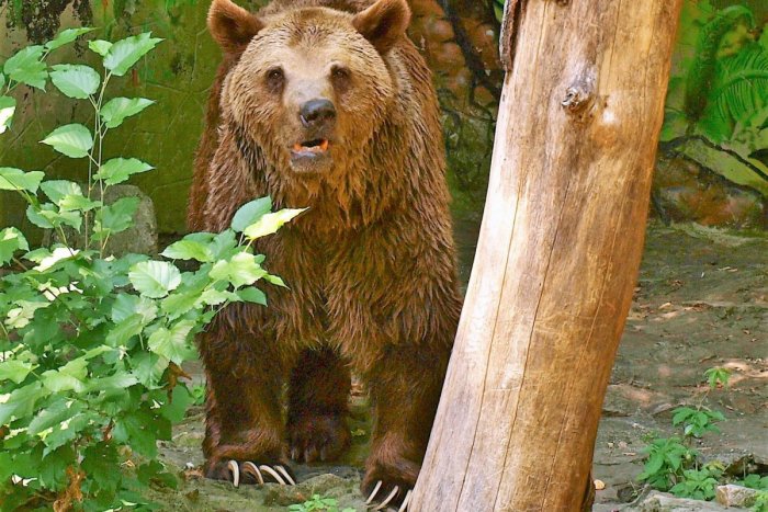 Ilustračný obrázok k článku V obľúbenej lokalite je nutné zvýšiť opatrnosť: Medveďa videli už aj BLÍZKO Prešova!