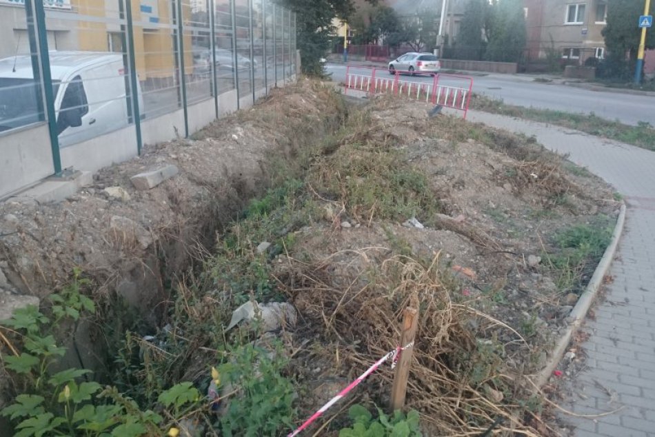 Kuriozita v našom meste: Neuveriteľné, kde v Prešove si pokojne rastie tekvica!