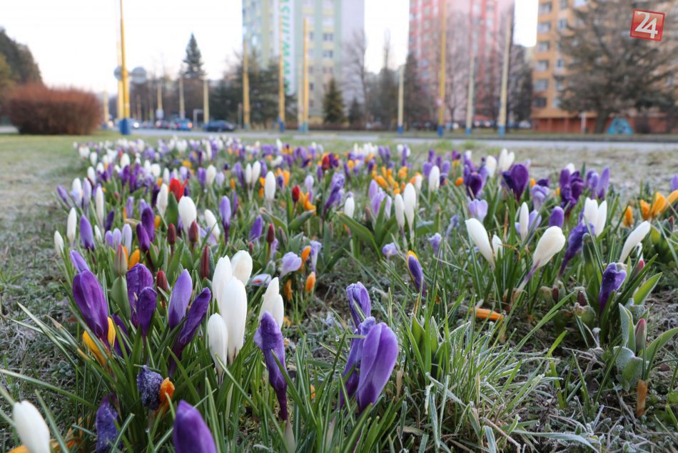Jarná nádhera v Prešove: Ulice už skrášľujú okulahodiace kvety, veď sledujte...