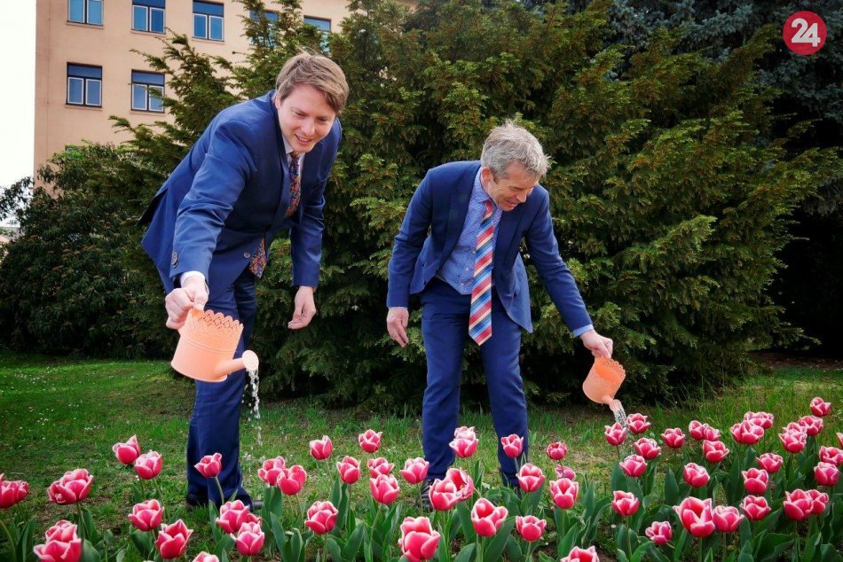 Nádherné tulipány rozžiarili Námestie legionárov: Veď sledujte tu krásu, FOTO